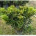 米兰花盆栽花苗室内客厅桌面阳台绿植盆景吸甲醛净化空气植物