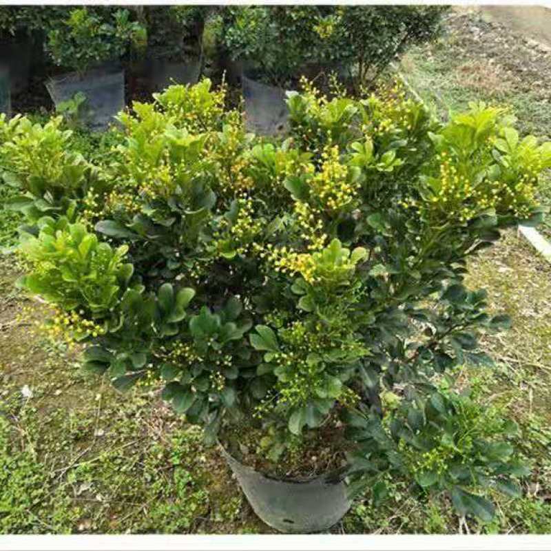 米兰花盆栽花苗室内客厅桌面阳台绿植盆景吸甲醛净化空气植物