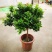 米兰花盆栽花苗室内客厅桌面阳台绿植盆景吸甲醛净化空气植物