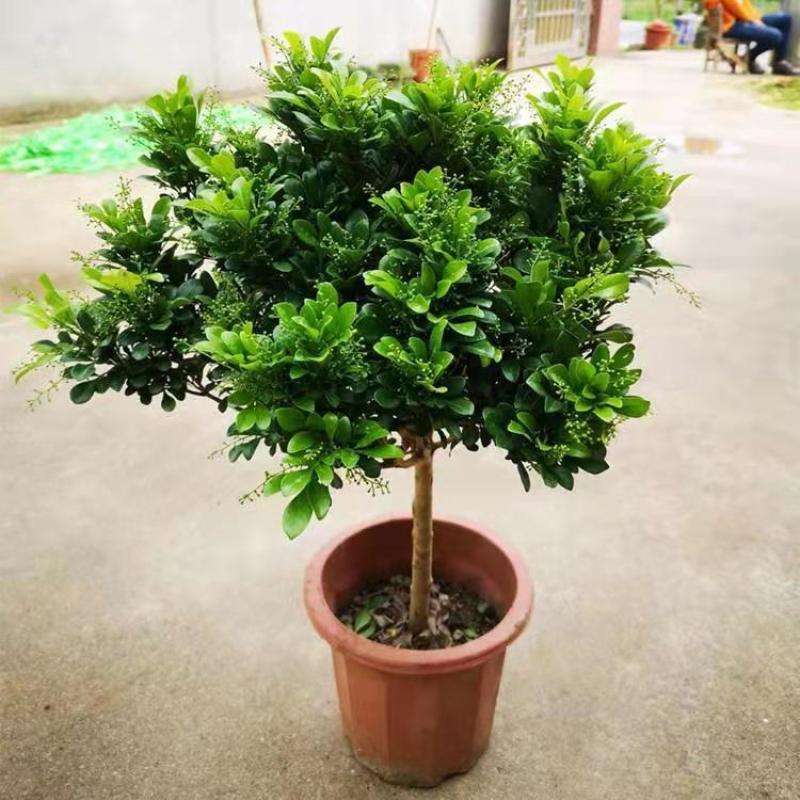 米兰花盆栽花苗室内客厅桌面阳台绿植盆景吸甲醛净化空气植物