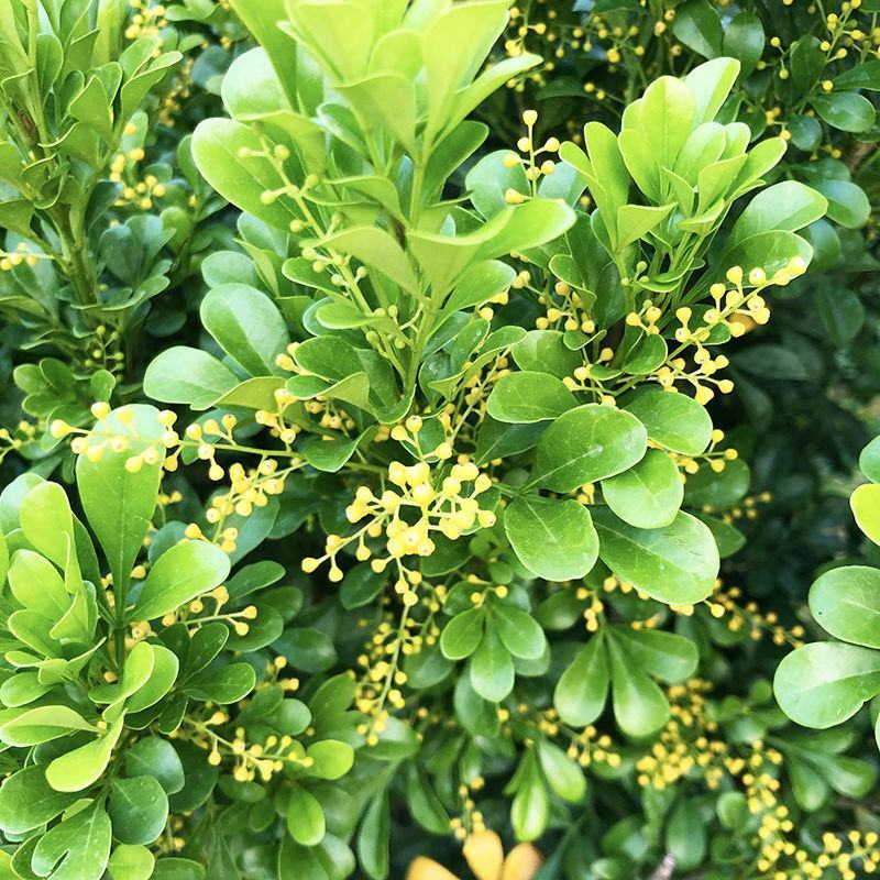 米兰花盆栽花苗室内客厅桌面阳台绿植盆景吸甲醛净化空气植物