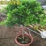 米兰花盆栽花苗室内客厅桌面阳台绿植盆景吸甲醛净化空气植物