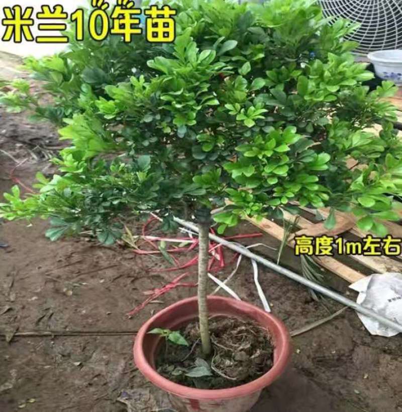 米兰花盆栽花苗室内客厅桌面阳台绿植盆景吸甲醛净化空气植物