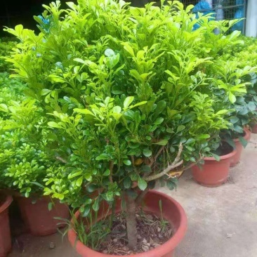 米兰花盆栽花苗室内客厅桌面阳台绿植盆景吸甲醛净化空气植物