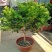 米兰花盆栽花苗室内客厅桌面阳台绿植盆景吸甲醛净化空气植物