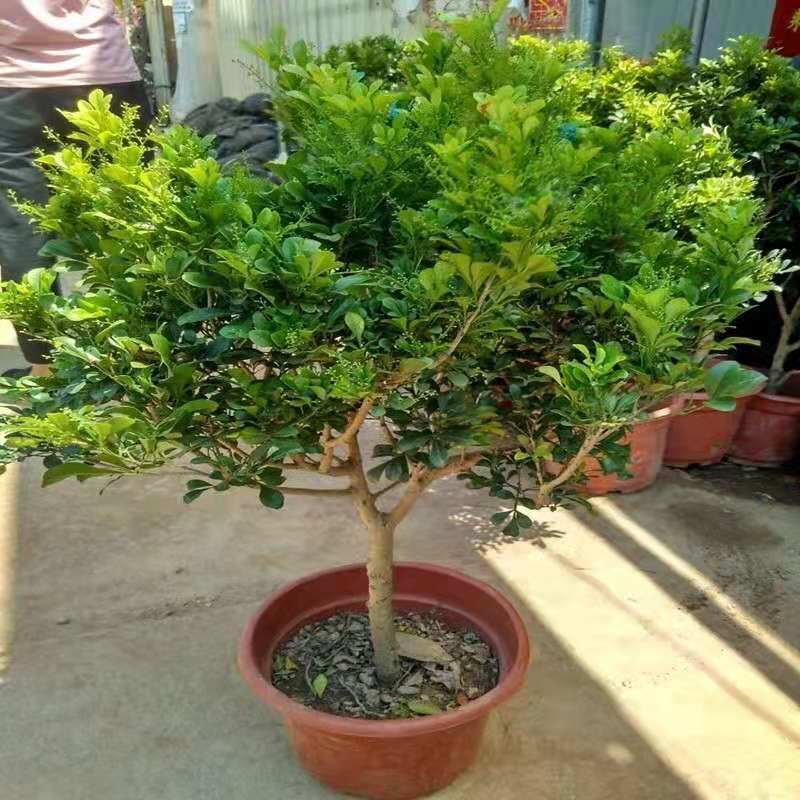 米兰花盆栽花苗室内客厅桌面阳台绿植盆景吸甲醛净化空气植物
