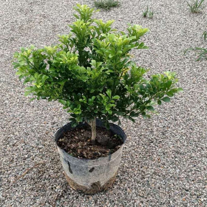 米兰花盆栽花苗室内客厅桌面阳台绿植盆景吸甲醛净化空气植物