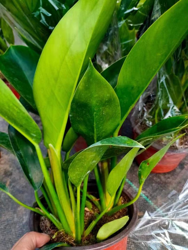 大叶金钻红钻植物盆栽花室内四季观叶常青除甲醛大型客厅