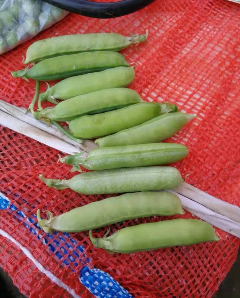 白碗大量上市，欢迎老板砸单