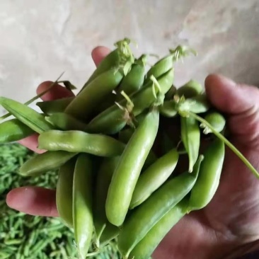 白碗大量上市，欢迎老板砸单