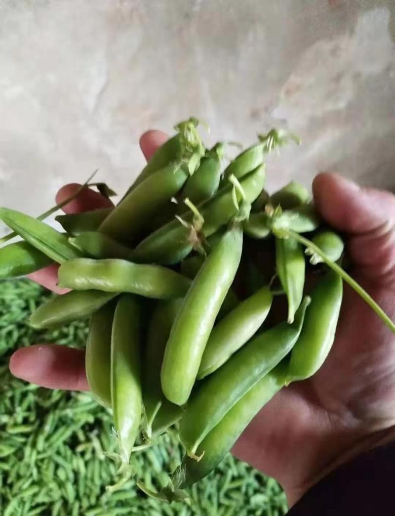白碗大量上市，欢迎老板砸单