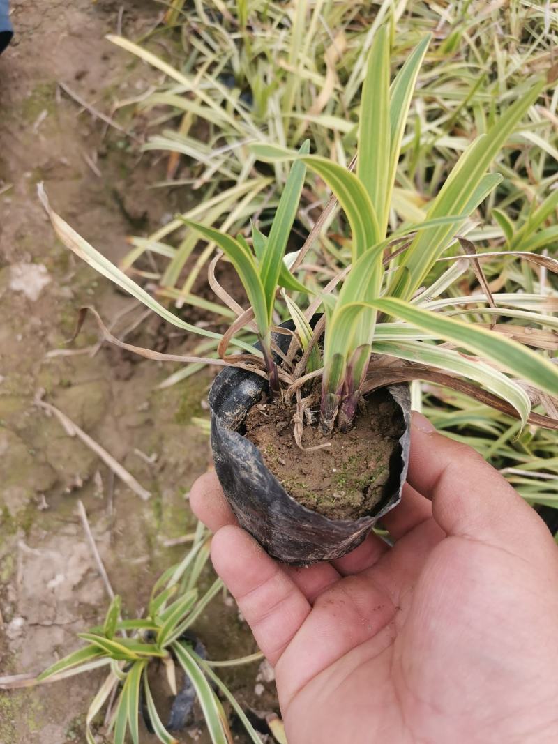 金边阔叶麦冬产地直发一手货源量大优惠