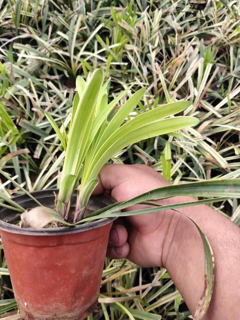 金边阔叶麦冬产地直发一手货源量大优惠