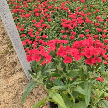 山东美女樱，有宿根美女樱，草花美女樱，大量有货，基地直销