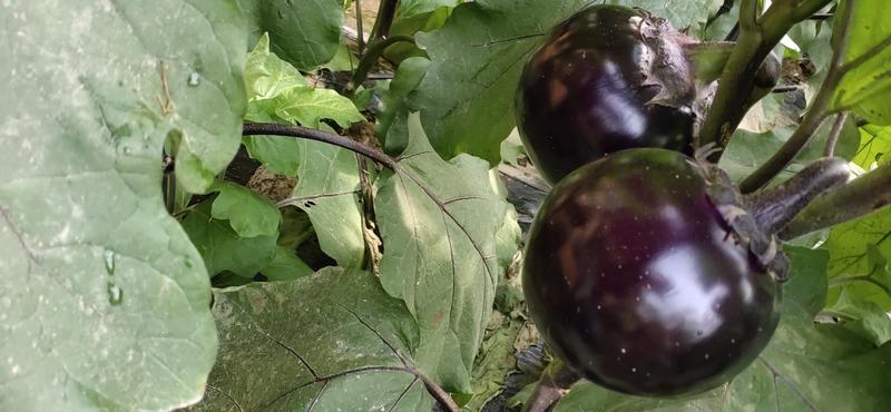 山东莘县，茄子，百万亩紫光圆茄基地大量供应中。
