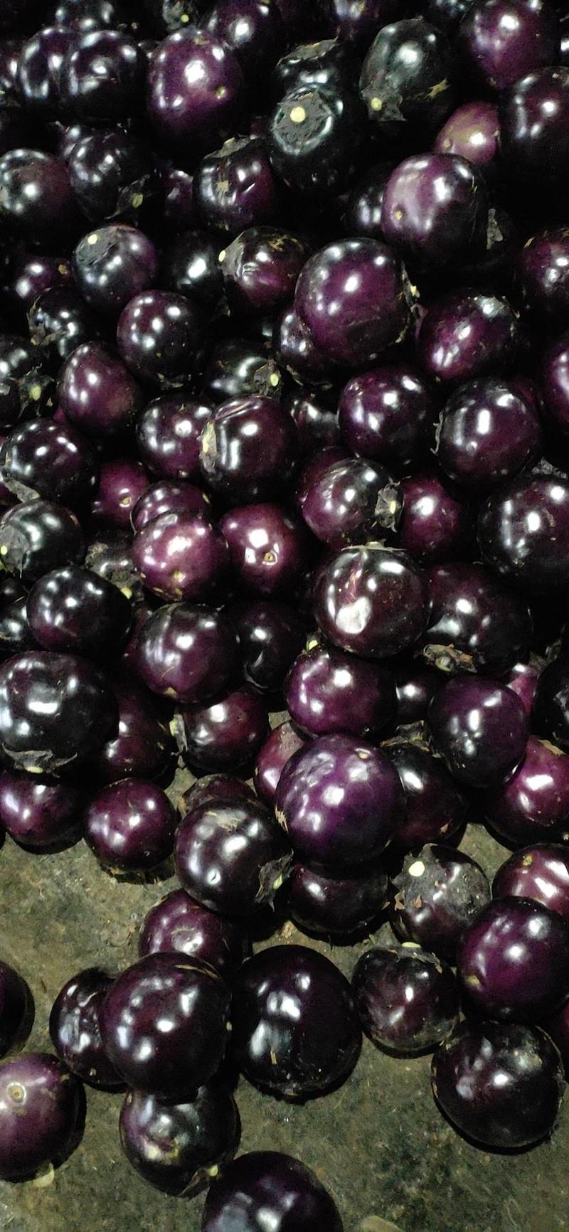 山东莘县，茄子，百万亩紫光圆茄基地大量供应中。