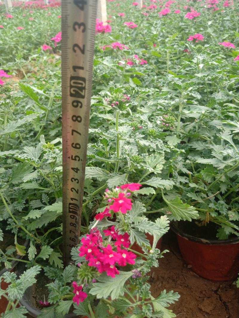 山东美女樱，有宿根美女樱，草花美女樱，大量有货，基地直销