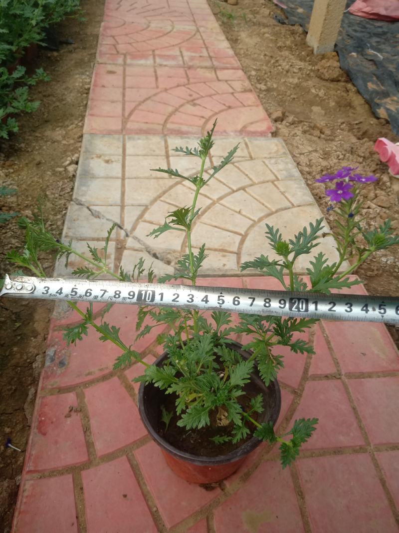 山东美女樱，有宿根美女樱，草花美女樱，大量有货，基地直销
