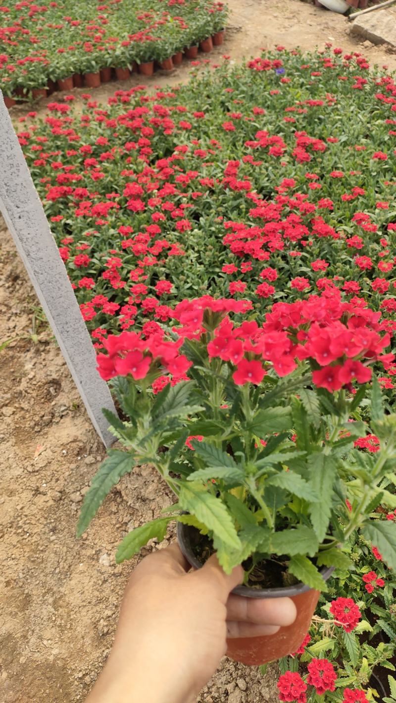 山东美女樱，有宿根美女樱，草花美女樱，大量有货，基地直销