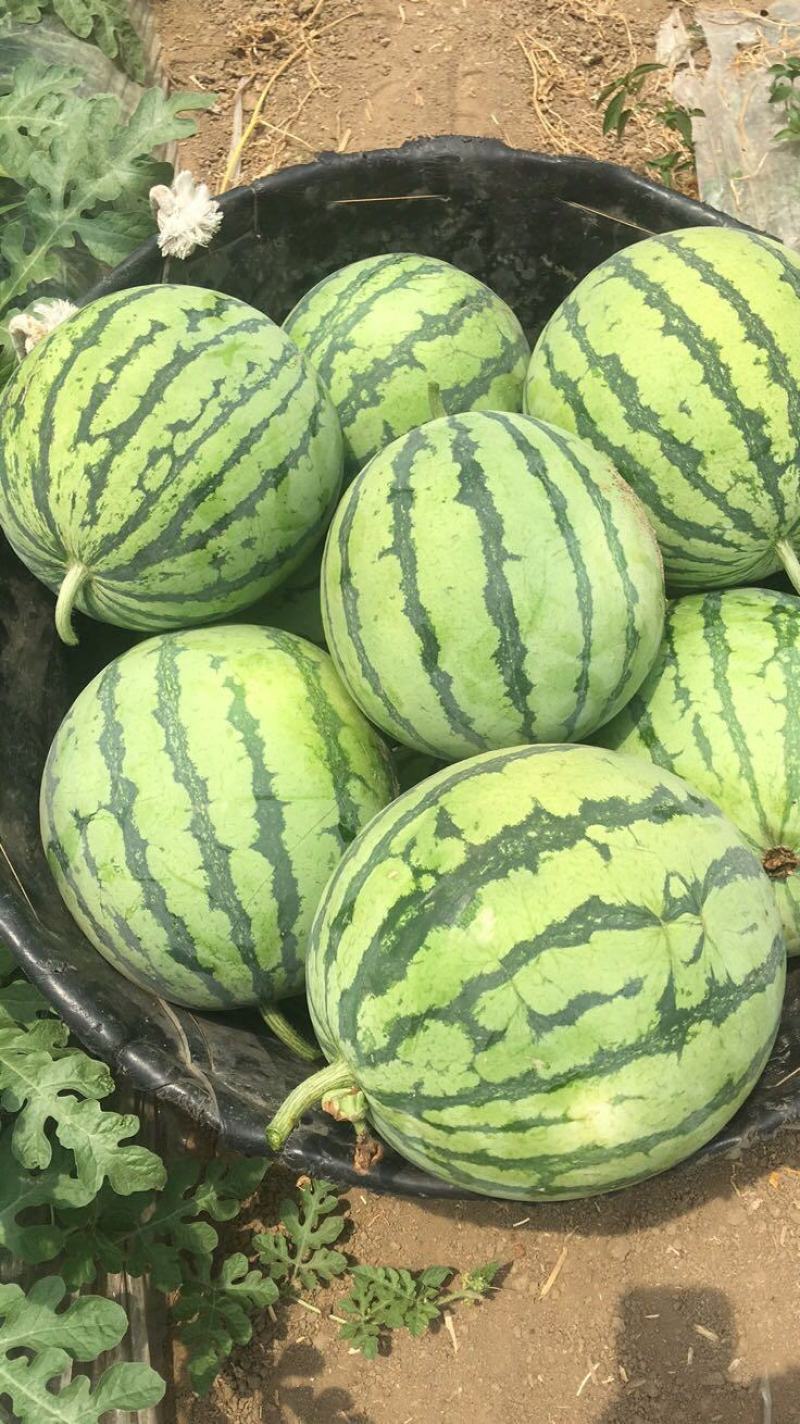 【荐】美都无籽西瓜大量上市了，需要的老板可以提前预定