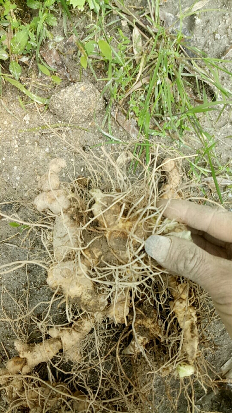 鸡头黄精，甜黄精，鲜货，一手货源，个头大，