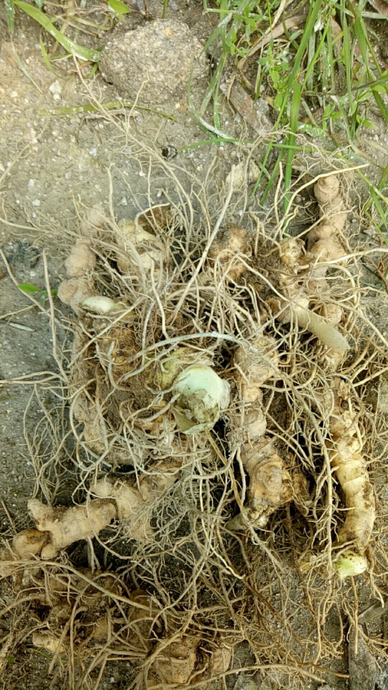 鸡头黄精，甜黄精，鲜货，一手货源，个头大，