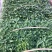 脱毒商薯19红薯苗，一代原种