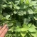 脱毒商薯19红薯苗，一代原种