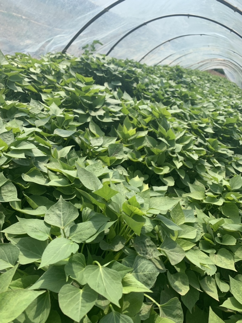 脱毒商薯19红薯苗，一代原种