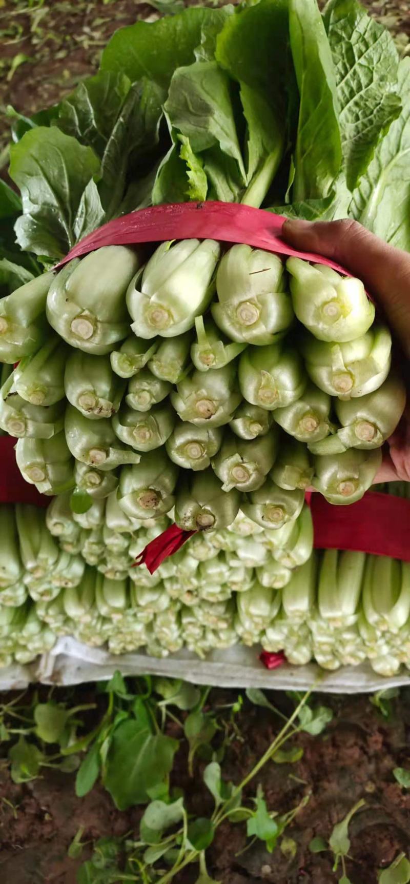河北邯郸精品小白菜大量供应，有需要的朋友联系我