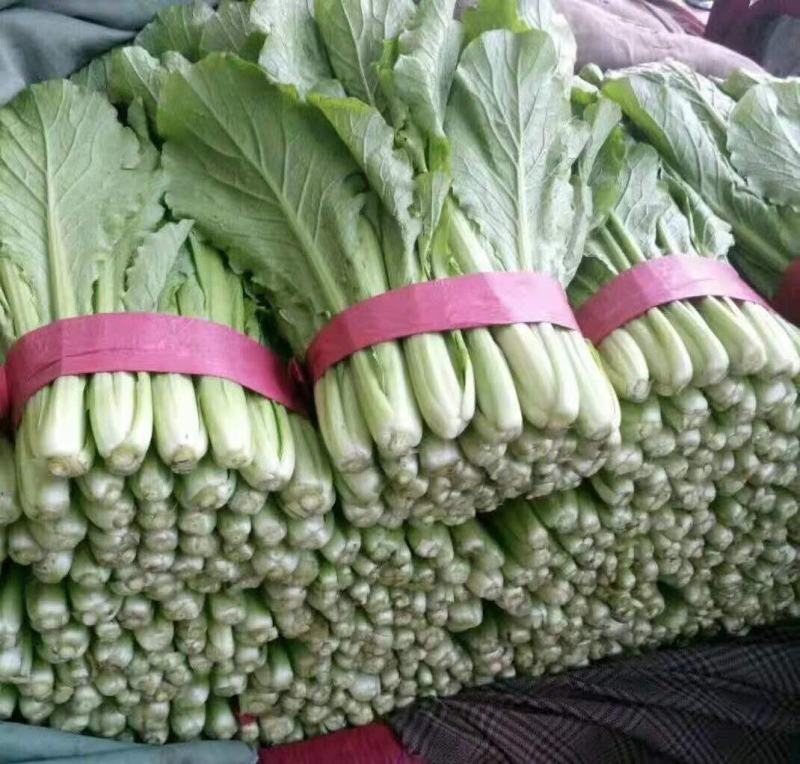 河北邯郸精品小白菜大量供应，有需要的朋友联系我