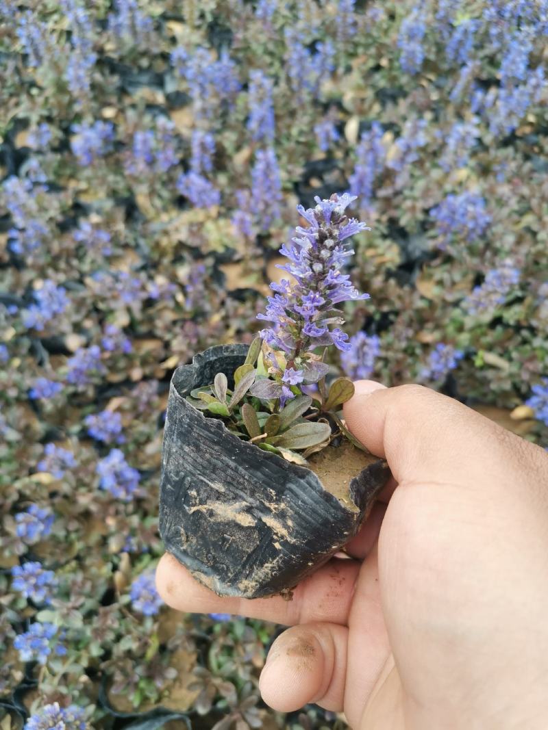 筋骨草绿化用自家基地保证质量量大可以优惠欢迎实地看