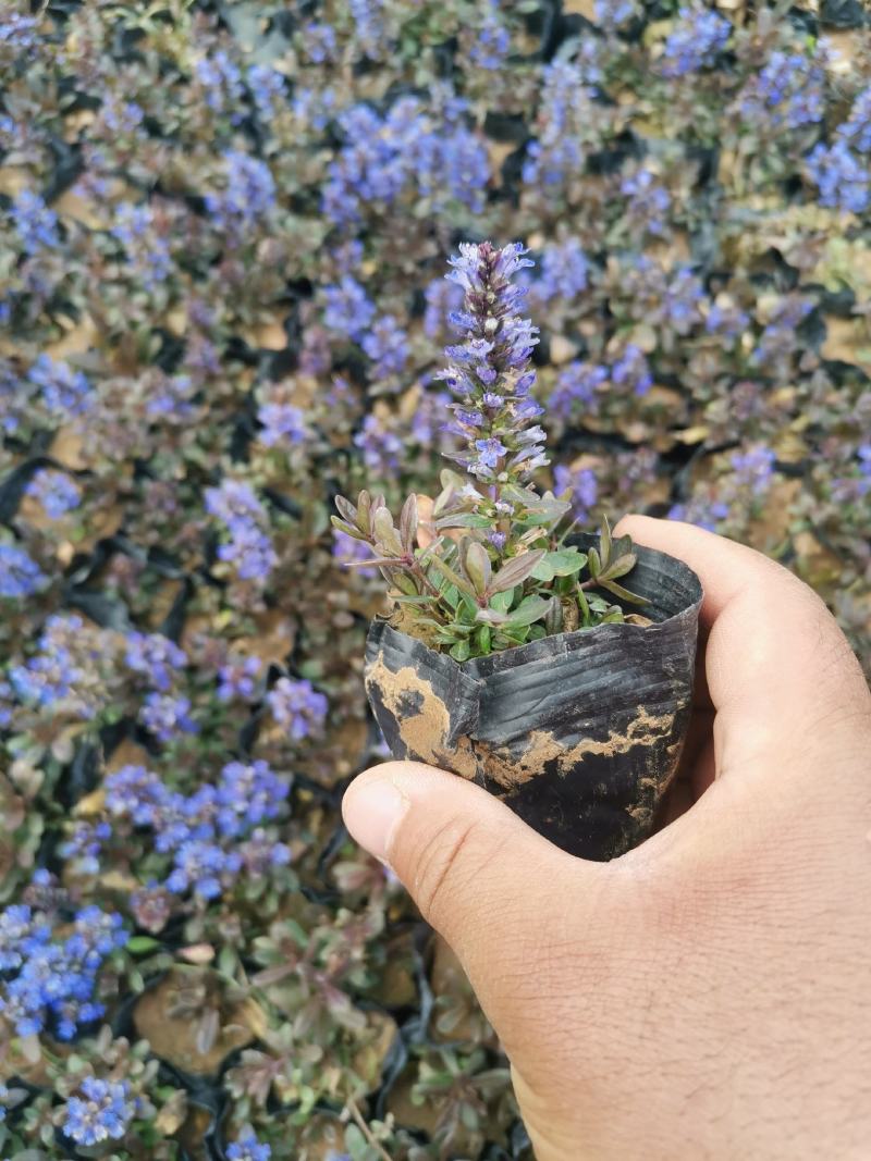 筋骨草绿化用自家基地保证质量量大可以优惠欢迎实地看