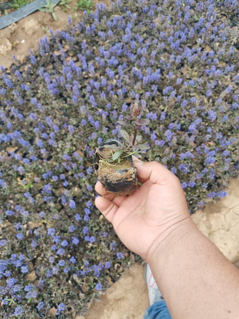 筋骨草绿化用自家基地保证质量量大可以优惠欢迎实地看