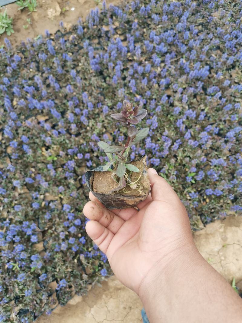 筋骨草绿化用自家基地保证质量量大可以优惠欢迎实地看