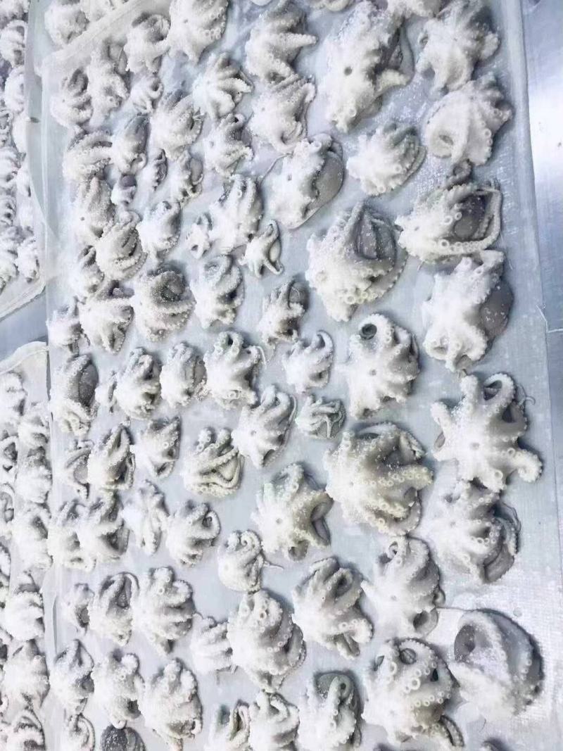 三去盐柔八爪鱼盐磨八爪鱼捞汁火锅大小规格都有