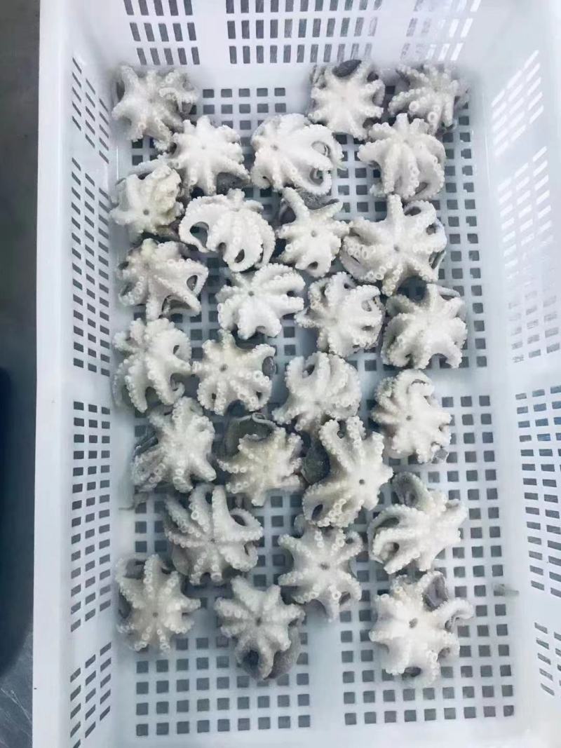 三去盐柔八爪鱼盐磨八爪鱼捞汁火锅大小规格都有