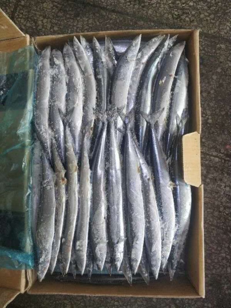 秋刀鱼深海秋刀鱼新鲜冷冻秋刀鱼海鲜水产烧烤