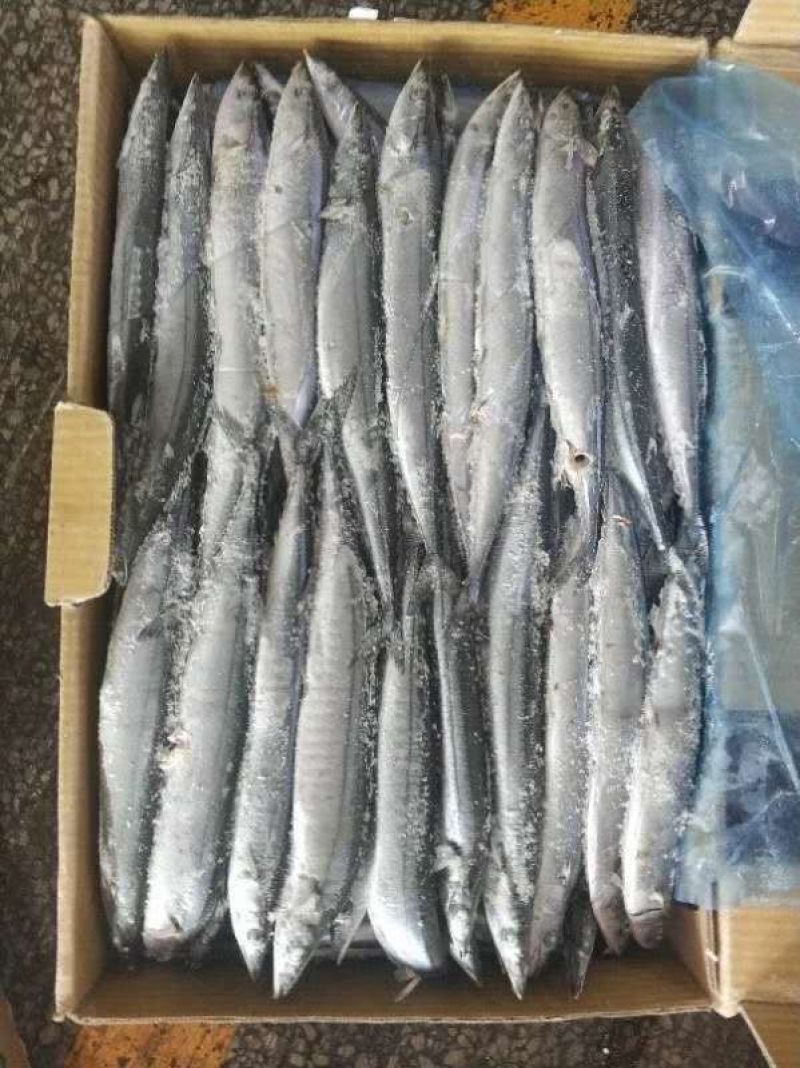 秋刀鱼深海秋刀鱼新鲜冷冻秋刀鱼海鲜水产烧烤