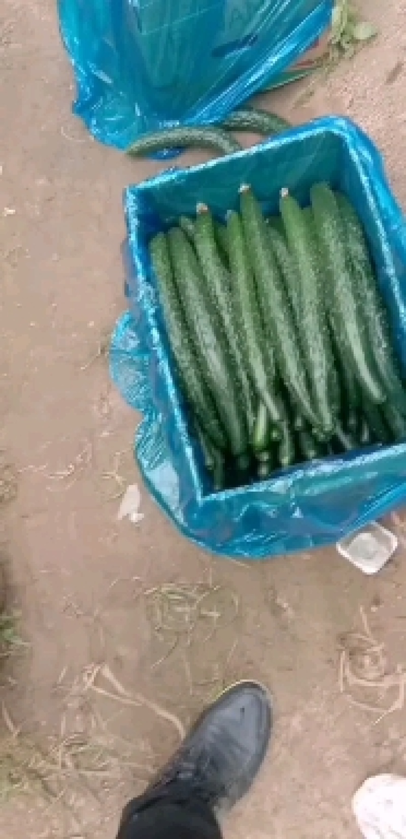 夏邑县大棚精品黄瓜大量供货中，视频看货，绿皮青肉。