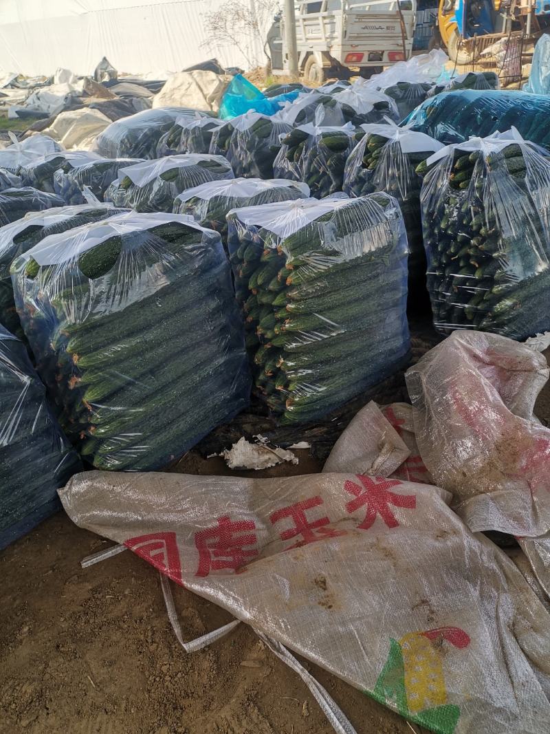 夏邑县大棚精品黄瓜大量供货中，视频看货，绿皮青肉。