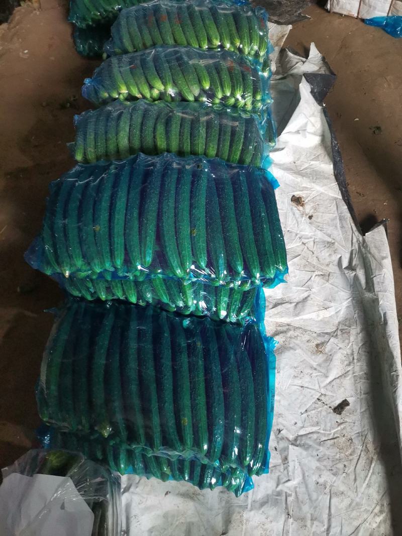 夏邑县大棚精品黄瓜大量供货中，视频看货，绿皮青肉。