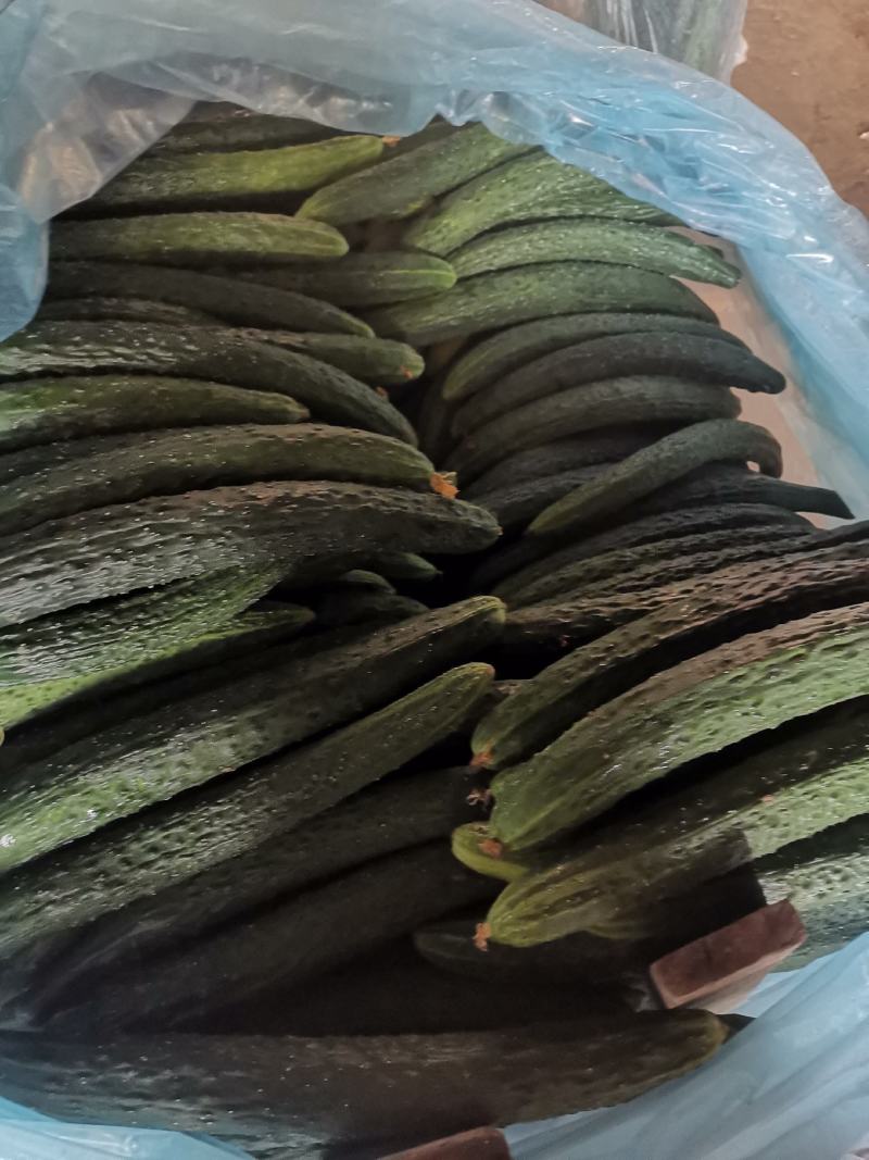 夏邑县大棚精品黄瓜大量供货中，视频看货，绿皮青肉。