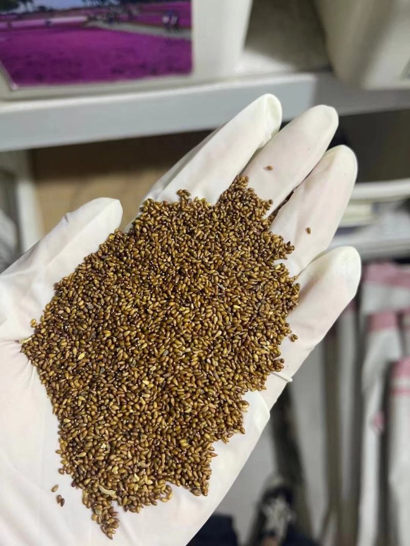 矮牵牛种子进口重瓣矮牵牛种子垂吊盆栽爬藤植物牵牛花种子