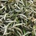 2021头采牡丹王泡茶新茶批发明前福鼎花香牡丹王