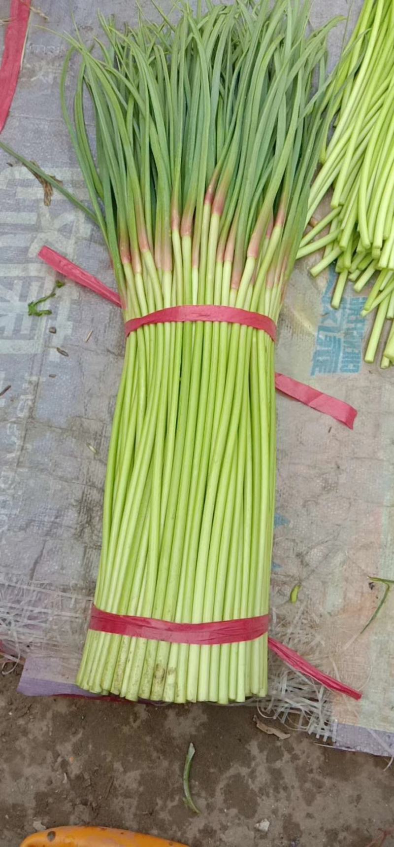 精品红帽蒜薹，干薹，诚信经营，你满意我才有钱挣