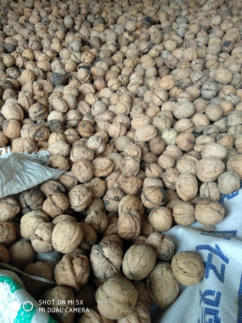 核桃，食品坚果核桃，补充营养，补充记忆力，老品种核桃批发