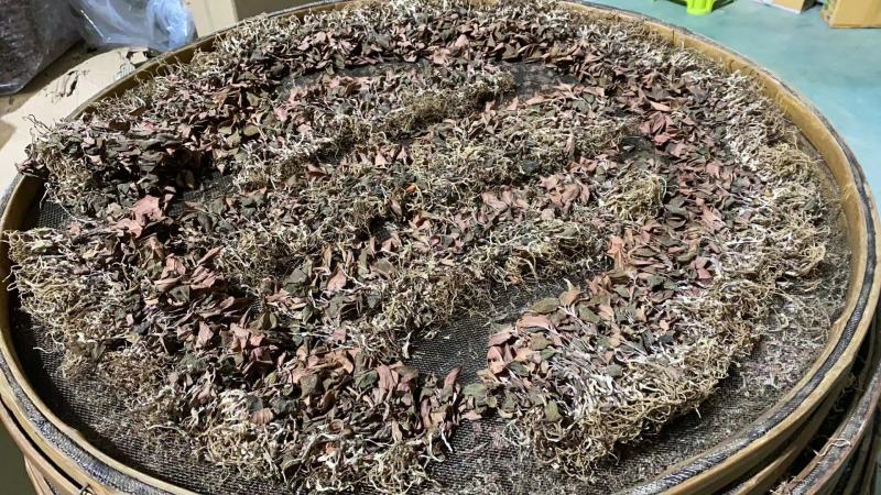 【100克起拍】1.5一克福建金线莲红霞干品包邮