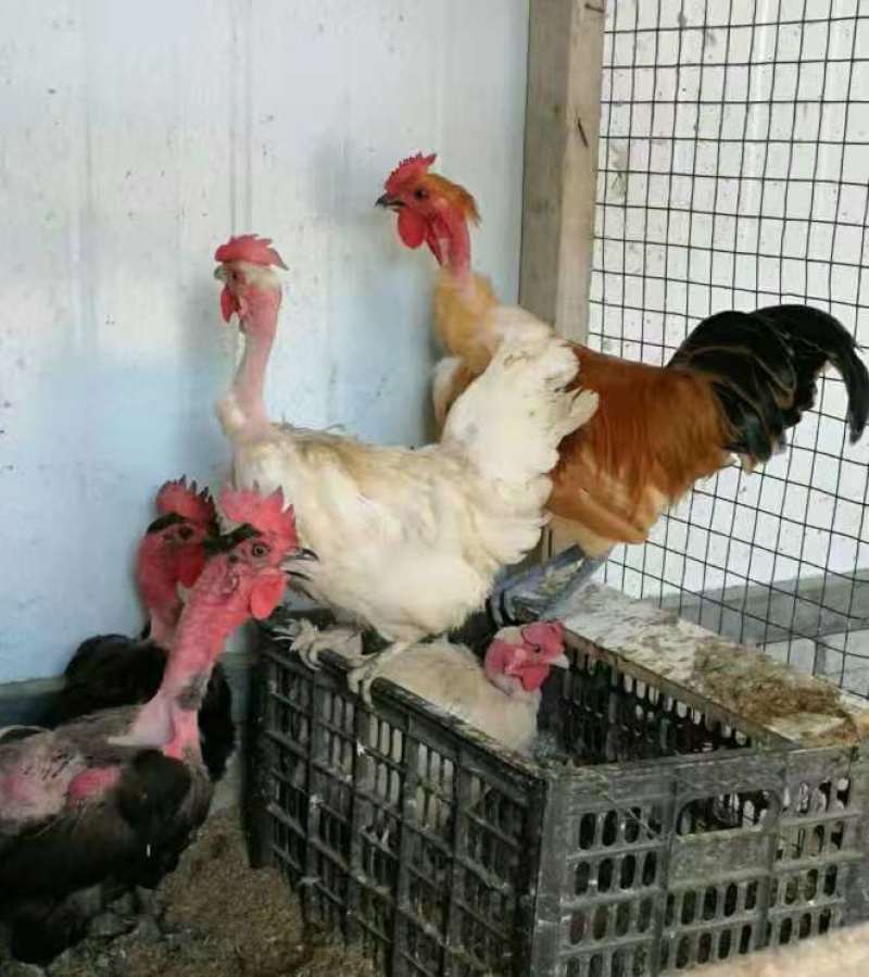 日本猴鸡秃脖子鸡种蛋受精高，可观赏