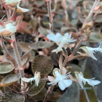 【20克起拍】福建金线莲种植开花干品老货